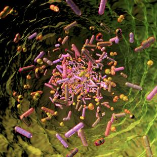 Les bactéries pathogènes peuvent devenir résistantes grâce à des éléments génétiques mobiles