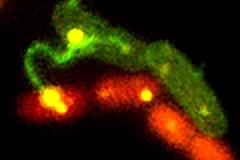 Image de microscope à fluorescence montrant le transfert de l’ADN (en jaune) à travers le pilus de conjugaison de la bactérie donneuse (vert) à une bactérie receveuse (rouge)