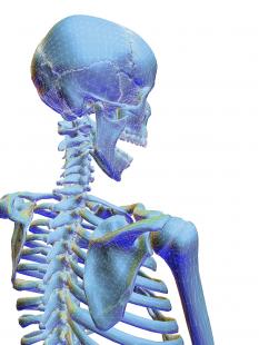 Loin d’être inerte, le squelette est un organe endocrine clé