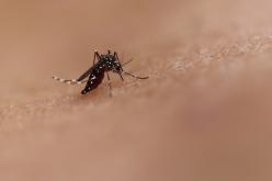 Zika et dengue nous rendent plus attirants pour les moustiques