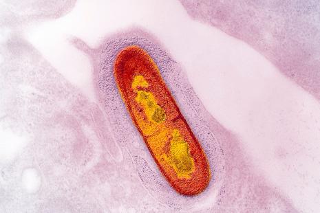 Une version atténuée de Listeria monocytogenes libère une protéine proche de la toxine tétanique