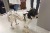 Première à l’Institut Curie : un chien de médiation pour les patients, mais aussi pour les soignants