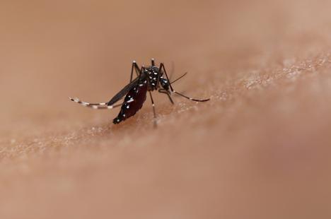 Moustique Aedes.