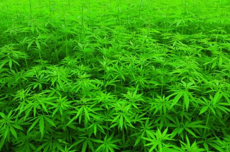 Nouveaux produits, nouveaux usages... le cannabis dans tous ses états