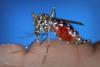 Vaccin contre le chikungunya : Valneva se rapproche d’une AMM européenne